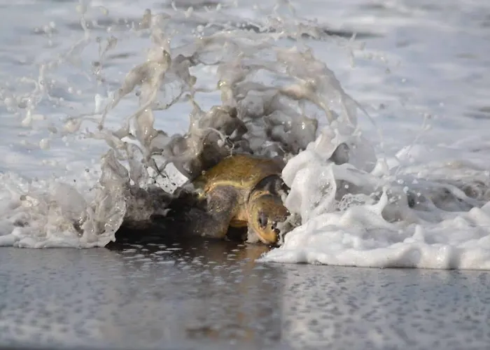 Auberge de jeunesse Cabinas Surf Arribadas Ostional Wildlife Refuge