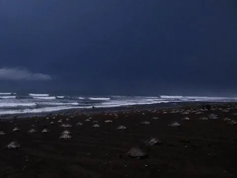 Cabinas Surf Arribadas Ostional Wildlife Refuge