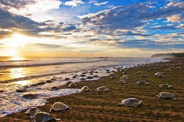 Auberge de jeunesse Cabinas Surf Arribadas Ostional Wildlife Refuge
