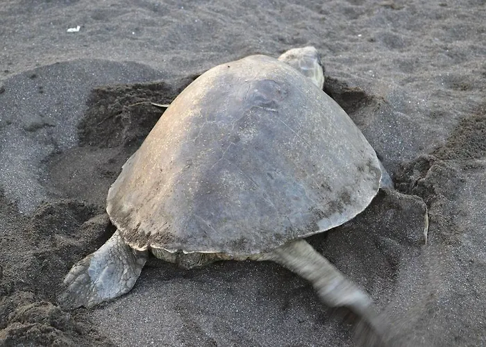 Auberge de jeunesse Cabinas Surf Arribadas Ostional Wildlife Refuge