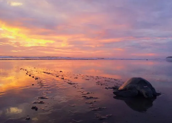 Cabinas Surf Arribadas Auberge de jeunesse Ostional Wildlife Refuge