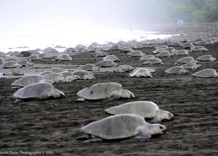 Cabinas Surf Arribadas Auberge de jeunesse Ostional Wildlife Refuge