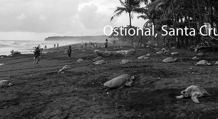 Auberge de jeunesse Cabinas Surf Arribadas Ostional Wildlife Refuge