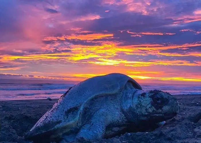 Cabinas Surf Arribadas Ostello Ostional Wildlife Refuge