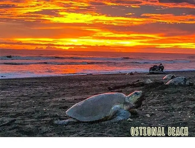 Cabinas Surf Arribadas * Ostional Wildlife Refuge